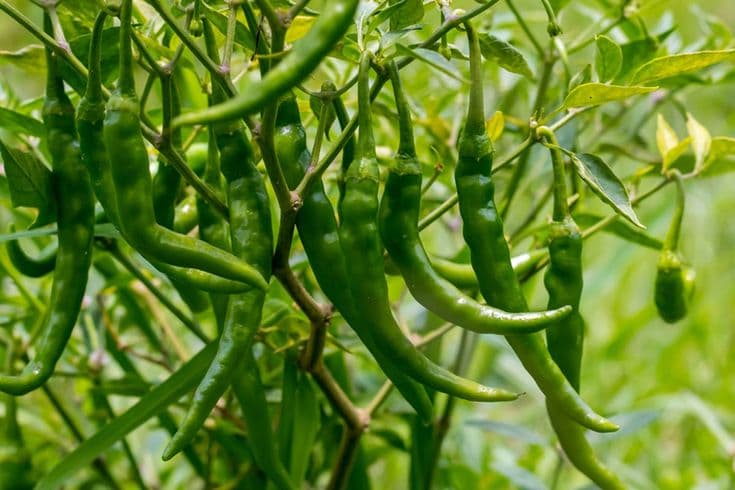 Chillies & green vegetables